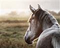 Picture of Horse & the Horizon _GroupedProduct_Rectangle_Landscape_Photography _GroupedProduct_Rectangle_Landscape_Unframed_Print_Only_