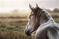 Picture of Horse & the Horizon _GroupedProduct_Rectangle_Landscape_Photography _GroupedProduct_Rectangle_Landscape_Unframed_Print_Only_