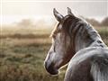 Picture of Horse & the Horizon _GroupedProduct_Rectangle_Landscape_Photography _GroupedProduct_Rectangle_Landscape_Unframed_Print_Only_