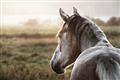 Picture of Horse & the Horizon _GroupedProduct_Rectangle_Landscape_Photography _GroupedProduct_Rectangle_Landscape_Unframed_Print_Only_