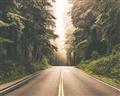 Picture of Foggy Straight Redwood Highway _GroupedProduct_Rectangle_Landscape_Photography _GroupedProduct_Rectangle_Landscape_Unframed_Print_Only_