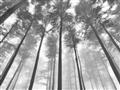 Picture of Sky High Trees _GroupedProduct_Rectangle_Landscape_Photography _GroupedProduct_Rectangle_Landscape_Unframed_Print_Only_