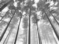 Picture of Sky High Trees _GroupedProduct_Rectangle_Landscape_Photography _GroupedProduct_Rectangle_Landscape_Unframed_Print_Only_