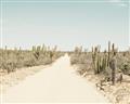 Picture of Cactus Row _GroupedProduct_Rectangle_Landscape_Photography _GroupedProduct_Rectangle_Landscape_Unframed_Print_Only_
