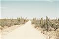 Picture of Cactus Row _GroupedProduct_Rectangle_Landscape_Photography _GroupedProduct_Rectangle_Landscape_Unframed_Print_Only_