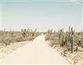 Picture of Cactus Row _GroupedProduct_Rectangle_Landscape_Photography _GroupedProduct_Rectangle_Landscape_Unframed_Print_Only_