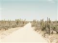 Picture of Cactus Row _GroupedProduct_Rectangle_Landscape_Photography _GroupedProduct_Rectangle_Landscape_Unframed_Print_Only_