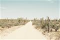 Picture of Cactus Row _GroupedProduct_Rectangle_Landscape_Photography _GroupedProduct_Rectangle_Landscape_Unframed_Print_Only_