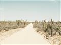 Picture of Cactus Row _GroupedProduct_Rectangle_Landscape_Photography _GroupedProduct_Rectangle_Landscape_Unframed_Print_Only_