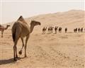 Picture of Camel Walk _GroupedProduct_Rectangle_Landscape_Photography _GroupedProduct_Rectangle_Landscape_Unframed_Print_Only_