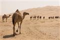 Picture of Camel Walk _GroupedProduct_Rectangle_Landscape_Photography _GroupedProduct_Rectangle_Landscape_Unframed_Print_Only_
