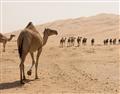 Picture of Camel Walk _GroupedProduct_Rectangle_Landscape_Photography _GroupedProduct_Rectangle_Landscape_Unframed_Print_Only_