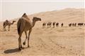 Picture of Camel Walk _GroupedProduct_Rectangle_Landscape_Photography _GroupedProduct_Rectangle_Landscape_Unframed_Print_Only_