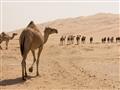 Picture of Camel Walk _GroupedProduct_Rectangle_Landscape_Photography _GroupedProduct_Rectangle_Landscape_Unframed_Print_Only_
