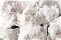 Picture of Fluffy Florals _GroupedProduct_Rectangle_Landscape_Photography _GroupedProduct_Rectangle_Landscape_Unframed_Print_Only_