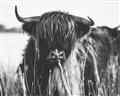 Picture of Bull in the Grass _GroupedProduct_Rectangle_Landscape_Photography _GroupedProduct_Rectangle_Landscape_Unframed_Print_Only_