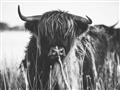 Picture of Bull in the Grass _GroupedProduct_Rectangle_Landscape_Photography _GroupedProduct_Rectangle_Landscape_Unframed_Print_Only_
