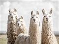 Picture of Llama Fam _GroupedProduct_Rectangle_Landscape_Photography _GroupedProduct_Rectangle_Landscape_Unframed_Print_Only_