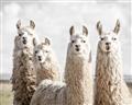 Picture of Llama Fam _GroupedProduct_Rectangle_Landscape_Photography _GroupedProduct_Rectangle_Landscape_Unframed_Print_Only_