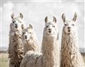 Picture of Llama Fam _GroupedProduct_Rectangle_Landscape_Photography _GroupedProduct_Rectangle_Landscape_Unframed_Print_Only_
