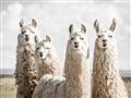 Picture of Llama Fam _GroupedProduct_Rectangle_Landscape_Photography _GroupedProduct_Rectangle_Landscape_Unframed_Print_Only_