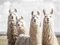 Picture of Llama Fam _GroupedProduct_Rectangle_Landscape_Photography _GroupedProduct_Rectangle_Landscape_Unframed_Print_Only_