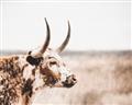 Picture of Annie, the Spotted Cow III _GroupedProduct_Rectangle_Landscape_Photography _GroupedProduct_Rectangle_Landscape_Unframed_Print_Only_