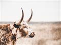 Picture of Annie, the Spotted Cow III _GroupedProduct_Rectangle_Landscape_Photography _GroupedProduct_Rectangle_Landscape_Unframed_Print_Only_