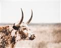 Picture of Annie, the Spotted Cow III _GroupedProduct_Rectangle_Landscape_Photography _GroupedProduct_Rectangle_Landscape_Unframed_Print_Only_