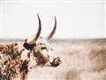 Picture of Annie, the Spotted Cow III _GroupedProduct_Rectangle_Landscape_Photography _GroupedProduct_Rectangle_Landscape_Unframed_Print_Only_