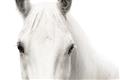 Picture of White horse _GroupedProduct_Rectangle_Landscape_Photography _GroupedProduct_Rectangle_Landscape_Unframed_Print_Only_