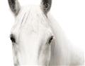 Picture of White horse _GroupedProduct_Rectangle_Landscape_Photography _GroupedProduct_Rectangle_Landscape_Unframed_Print_Only_