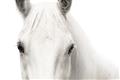 Picture of White horse _GroupedProduct_Rectangle_Landscape_Photography _GroupedProduct_Rectangle_Landscape_Unframed_Print_Only_