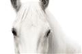 Picture of White horse _GroupedProduct_Rectangle_Landscape_Photography _GroupedProduct_Rectangle_Landscape_Unframed_Print_Only_