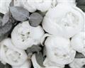 Picture of White Blooms _GroupedProduct_Rectangle_Landscape_Photography _GroupedProduct_Rectangle_Landscape_Unframed_Print_Only_