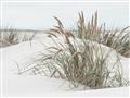 Picture of Sand Dunes _GroupedProduct_Rectangle_Landscape_Photography _GroupedProduct_Rectangle_Landscape_Unframed_Print_Only_