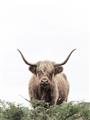 Picture of Cow on the Range _GroupedProduct_Rectangle_Portrait_Photography _GroupedProduct_Rectangle_Portrait_Unframed_Print_Only_