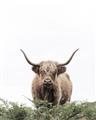 Picture of Cow on the Range _GroupedProduct_Rectangle_Portrait_Photography _GroupedProduct_Rectangle_Portrait_Unframed_Print_Only_