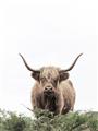 Picture of Cow on the Range _GroupedProduct_Rectangle_Portrait_Photography _GroupedProduct_Rectangle_Portrait_Unframed_Print_Only_