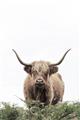 Picture of Cow on the Range _GroupedProduct_Rectangle_Portrait_Photography _GroupedProduct_Rectangle_Portrait_Unframed_Print_Only_