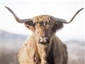 Picture of Shaggy Bull II _GroupedProduct_Rectangle_Landscape_Photography _GroupedProduct_Rectangle_Landscape_Unframed_Print_Only_