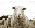 Picture of Sheepily _GroupedProduct_Rectangle_Landscape_Photography _GroupedProduct_Rectangle_Landscape_Unframed_Print_Only_