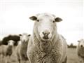 Picture of Sheepily _GroupedProduct_Rectangle_Landscape_Photography _GroupedProduct_Rectangle_Landscape_Unframed_Print_Only_