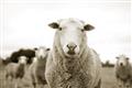 Picture of Sheepily _GroupedProduct_Rectangle_Landscape_Photography _GroupedProduct_Rectangle_Landscape_Unframed_Print_Only_