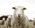Picture of Sheepily _GroupedProduct_Rectangle_Landscape_Photography _GroupedProduct_Rectangle_Landscape_Unframed_Print_Only_