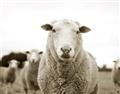 Picture of Sheepily _GroupedProduct_Rectangle_Landscape_Photography _GroupedProduct_Rectangle_Landscape_Unframed_Print_Only_