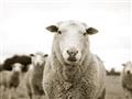 Picture of Sheepily _GroupedProduct_Rectangle_Landscape_Photography _GroupedProduct_Rectangle_Landscape_Unframed_Print_Only_