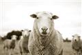 Picture of Sheepily _GroupedProduct_Rectangle_Landscape_Photography _GroupedProduct_Rectangle_Landscape_Unframed_Print_Only_