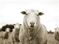 Picture of Sheepily _GroupedProduct_Rectangle_Landscape_Photography _GroupedProduct_Rectangle_Landscape_Unframed_Print_Only_