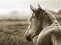Picture of Horse & the Horizon _GroupedProduct_Rectangle_Landscape_Photography _GroupedProduct_Rectangle_Landscape_Unframed_Print_Only_